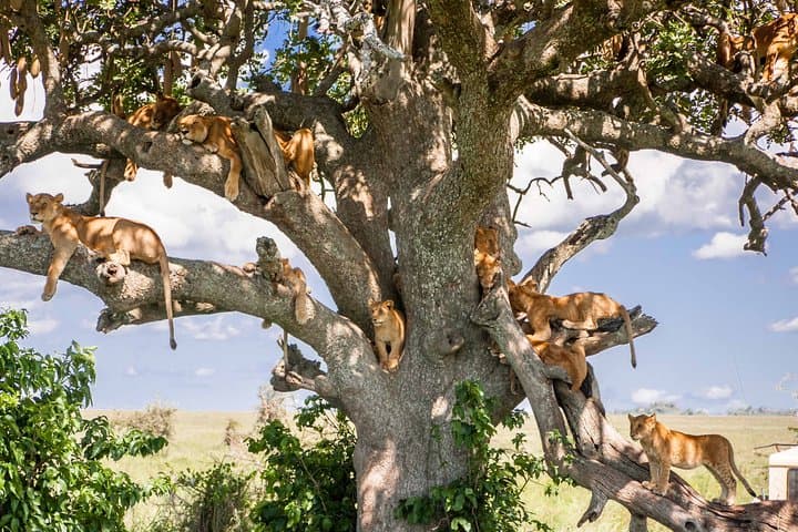 6-Day Serengeti Migration: Private Safari with Mid-range Luxury