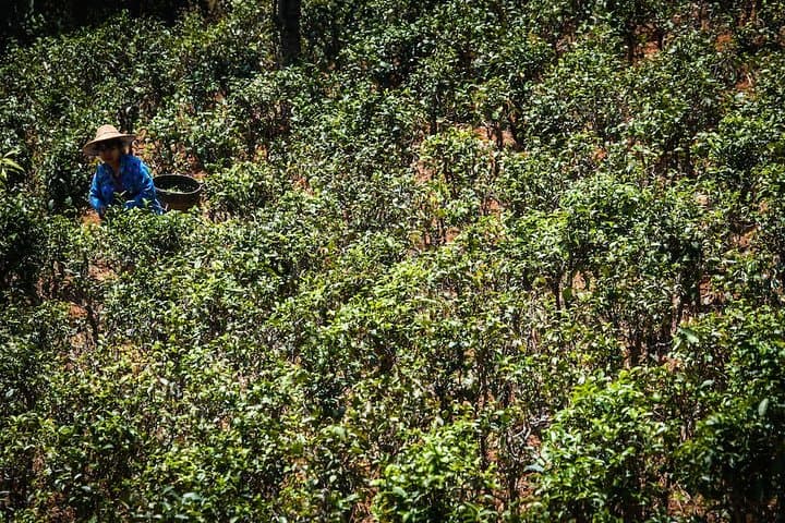 Danu Trails (2 Days, 1 Night)