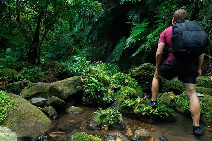 Birdwatching Walk in Sinharaja Rainforest from Colombo