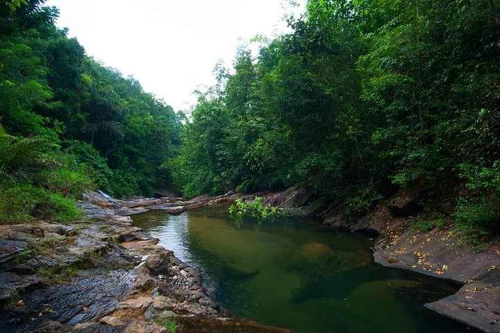 Birdwatching Forest Trek in Kitulgala from Colombo