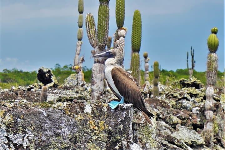 7-Day Galapagos Magic Expedition
