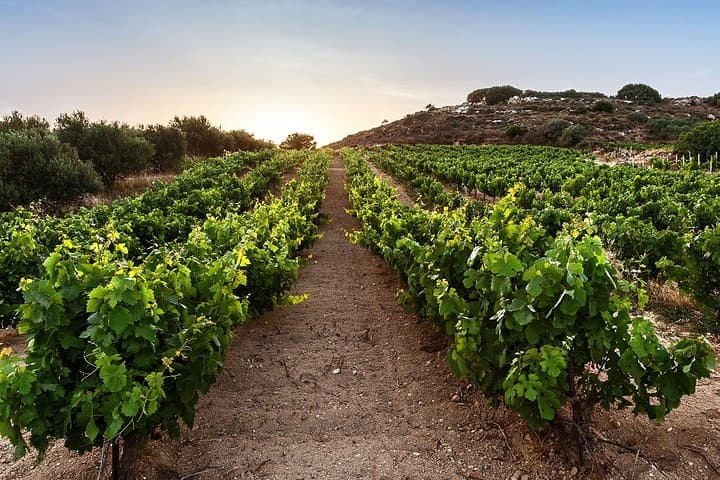 Semi Private Wine Tour of 2 wineries with Transfer and Lunch