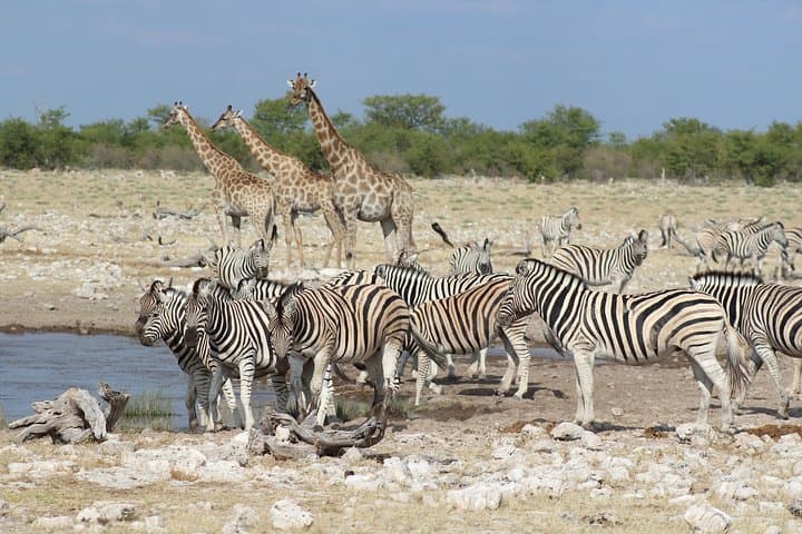 3 Day Etosha Private Guided Safari