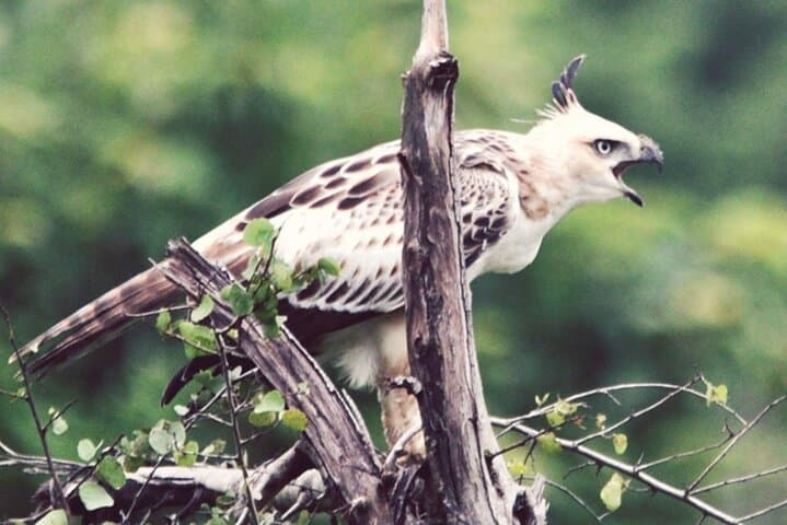 Birdwatching Safari in Udawalawe National Park from Mount Lavinia
