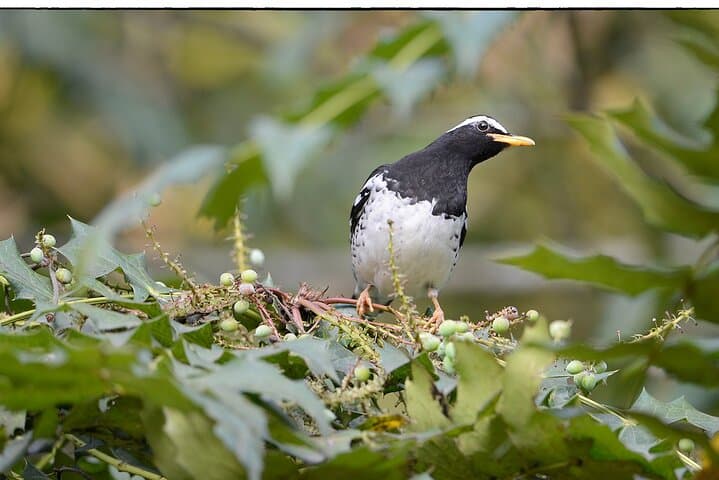 Birdwatching Forest Trek in Kitulgala from Mount Lavinia