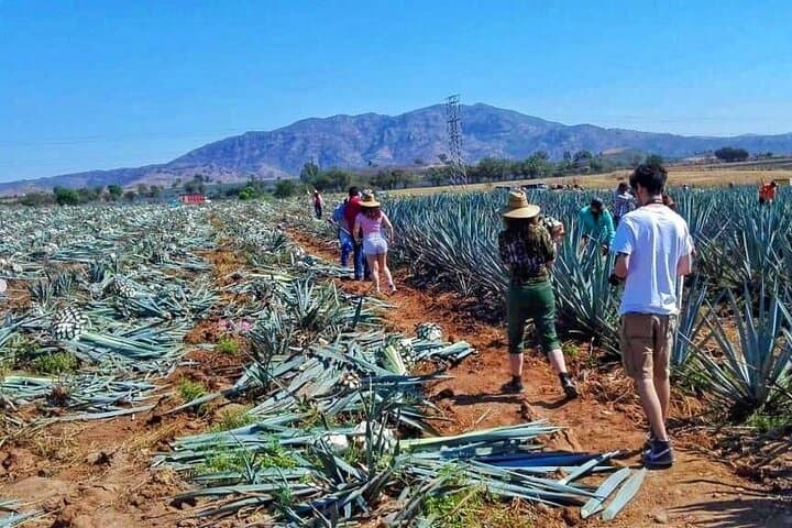 Tequila Tour