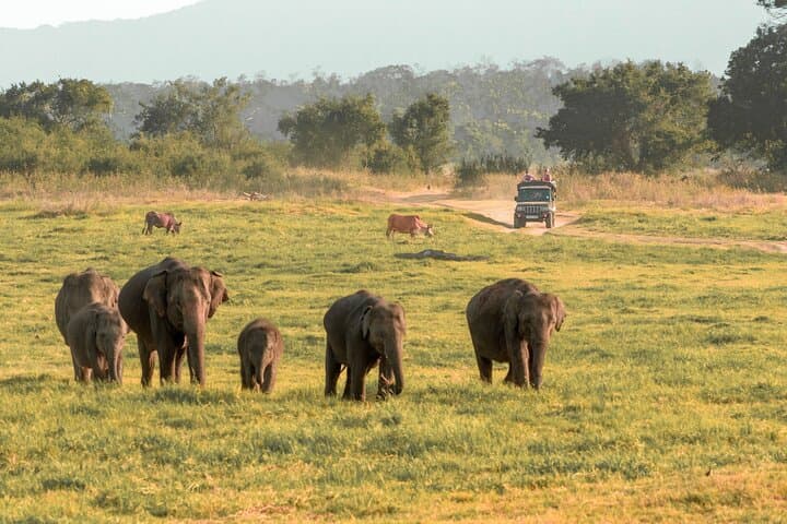 Minneriya National Park Entrance Ticket with Private Safari