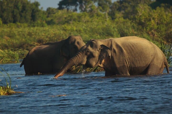 Gal Oya National Park | Private Safari
