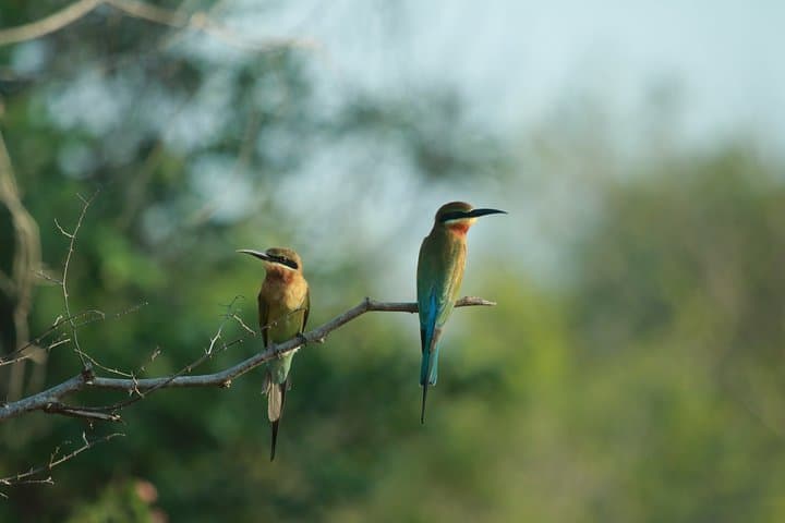 Bird Watching in Sinharaja Rain Forest | From Your Hotel
