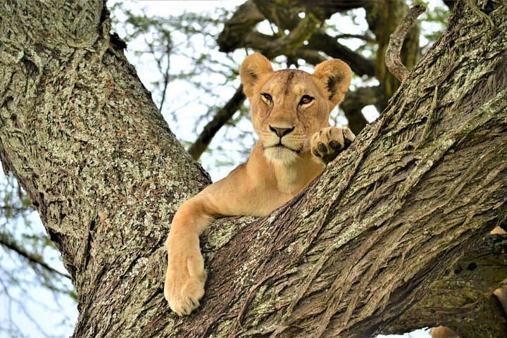 8 Day Witness Nature’s Greatest Show
