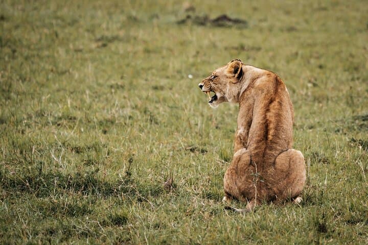 6-Day Masai Mara, Lake Nakuru and Amboseli Safari