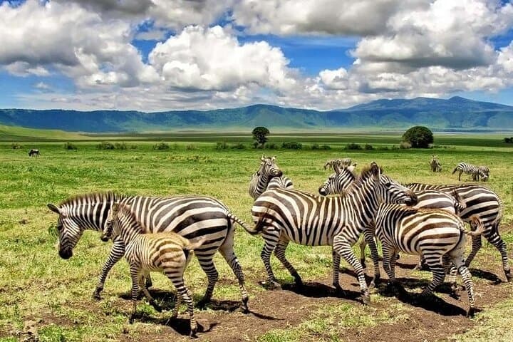 Arusha National Park Day Trip from Arusha