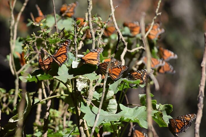 Butterfly Monarch Tour from Mexico City