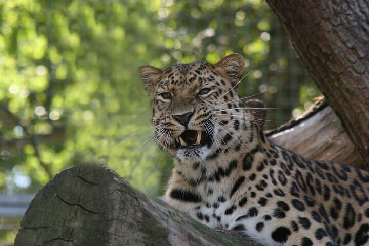 Private Day Trip to Yala National Park
