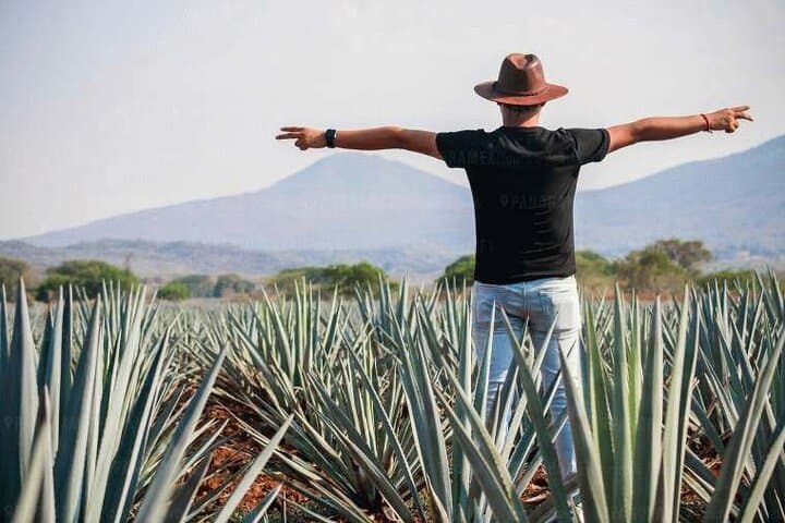Tequila Tour through the Blue Agave Fields from Guadalajara
