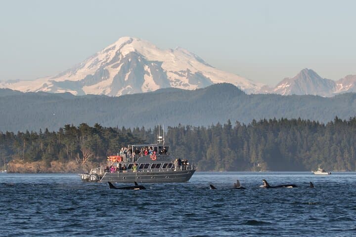 Orcas Island Whale Watching