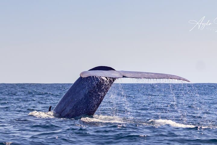 Azores Whale Watching Tour – Ponta Delgada