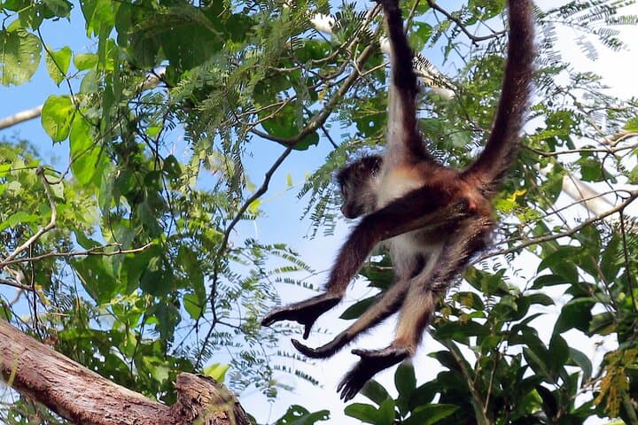 Zip lining and Canoe Monkey jungle in Tulum
