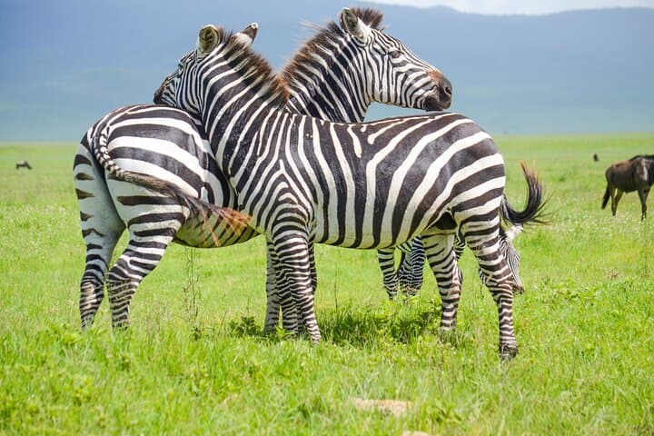 3 Days Serengeti & Ngorongoro Lodge Safari