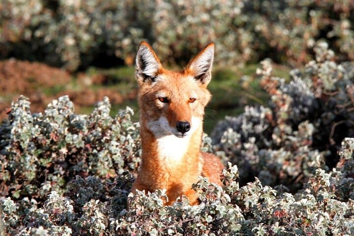 7-Day Bale Mountains National Park Tour