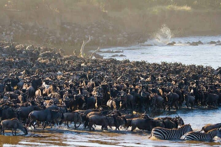 5 Days Tanzania Safari Great Wildebeest Migration