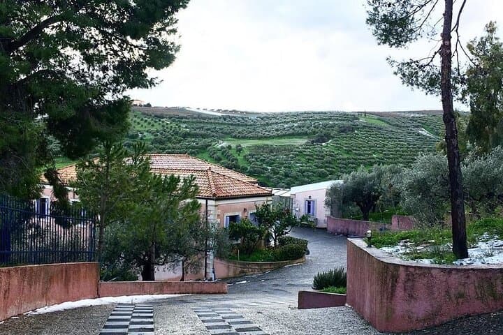 Private Olive Grove and Olive Mill Tour with Tastings