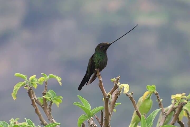Mindo Cloud Forest (PRIVATE Day Trip)