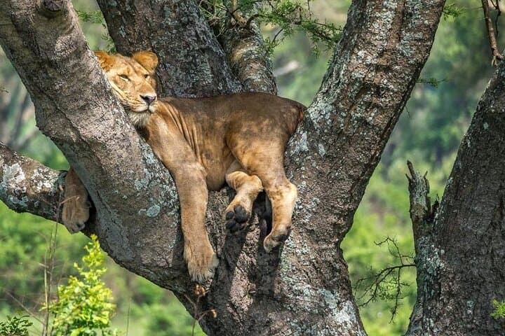 14 Days Uganda Safari Adventure, Gorilla Trekking and WildlifeTour