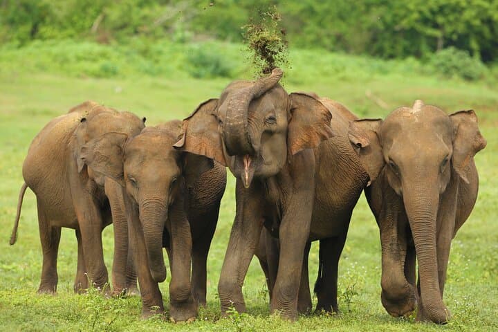 All Inclusive 5-Days Highlights of Sri Lanka
