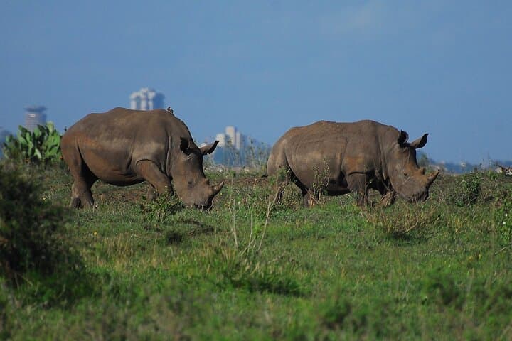 Private Mini Safari Tour in Nairobi National Park