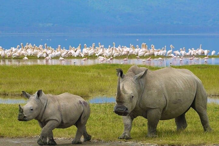 4-Day Masai Mara Great Migration & Lake Nakuru ~ Group 4×4 Safari