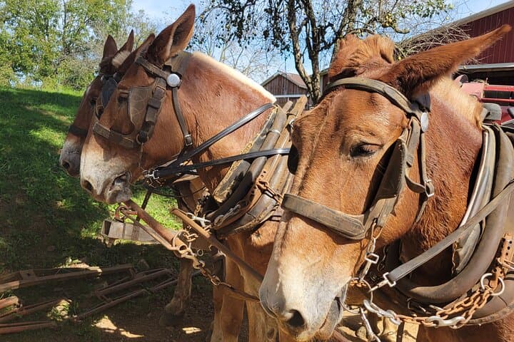 Unique Amish Immersion in Lancaster