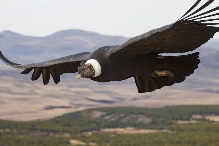 Full-Day Birdwatching Private Tour in Antisana with Pick Up