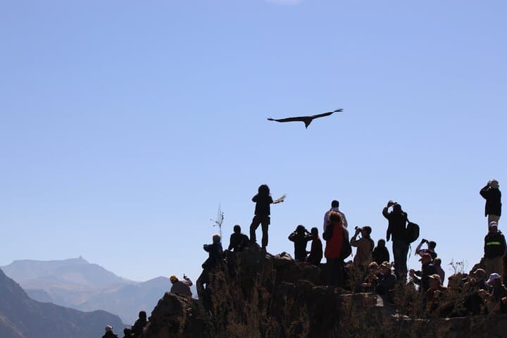 2-Day Colca Canyon, Vicuna Reserve and Condors from Arequipa