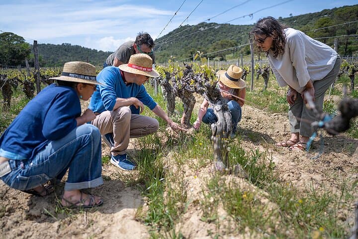 Private Pic Saint Loup Wine and Olive Tour from Montpellier