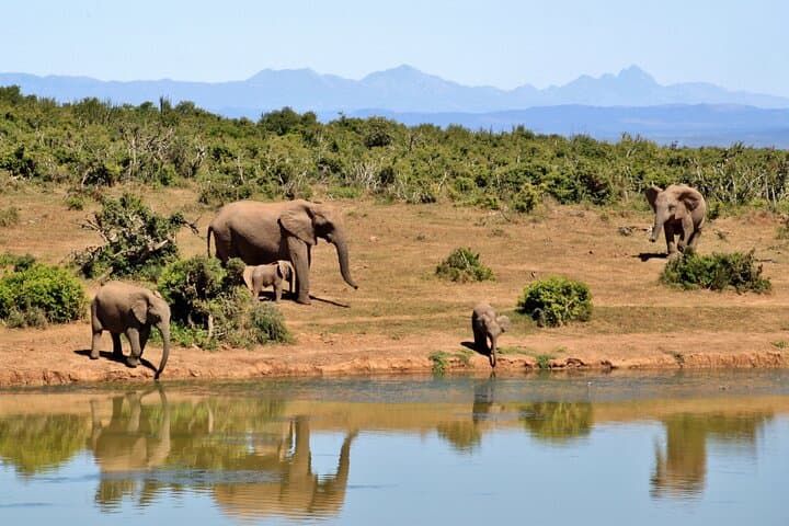 Day trip to Tarangire national park with pick up