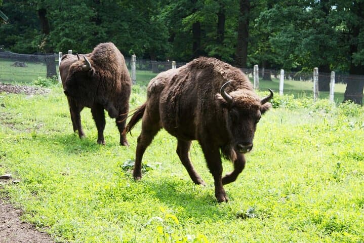 Small Group - Sightseeing Tour in Transylvania from Bucharest