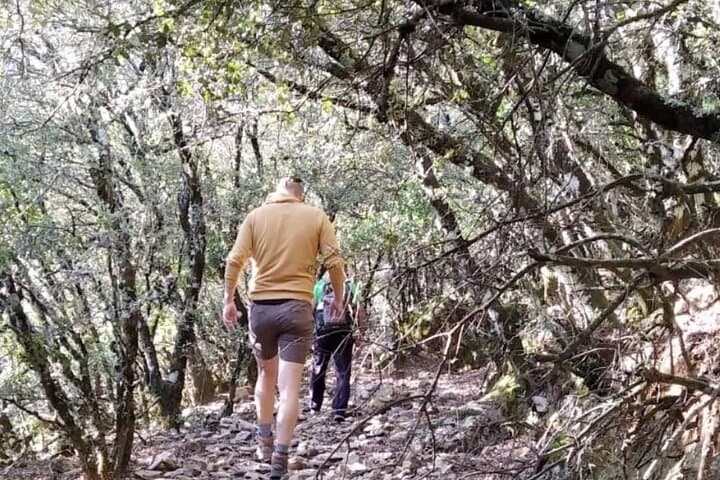 Hiking in Escaleretas Spanish fir forest with hotel pick-up
