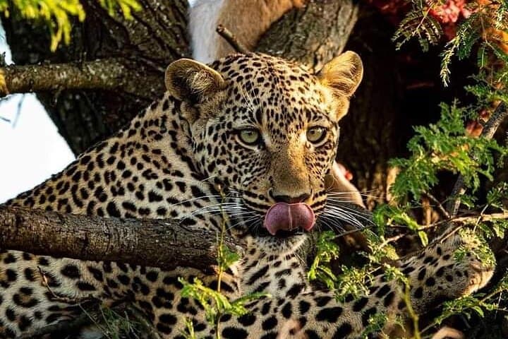 4-Days Bush to Bush Authentic Budget Safari