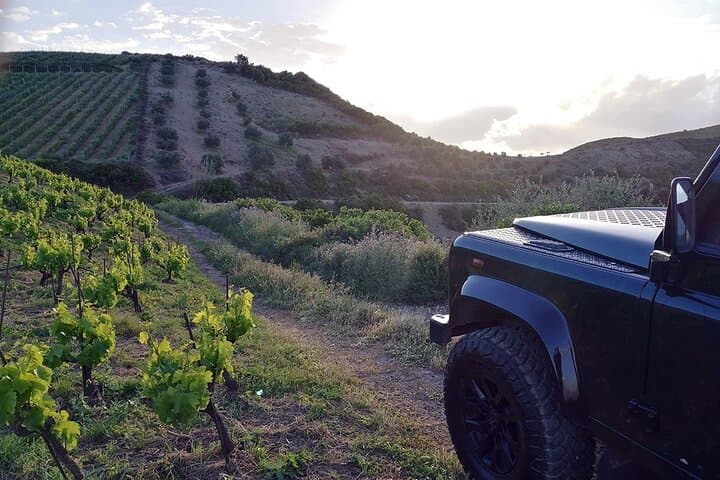 Private Exclusive Manousakis Winery and Vineyard Tour