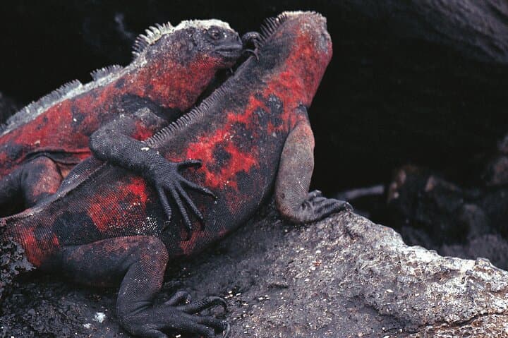 9-Day Colonial Quito & Galapagos Island Hopping