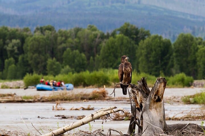 Scenic Float Trip with Teton Views