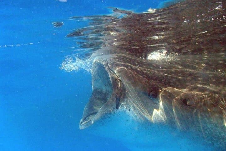 Adventure and Snorkel with the Whale Shark from Tulum