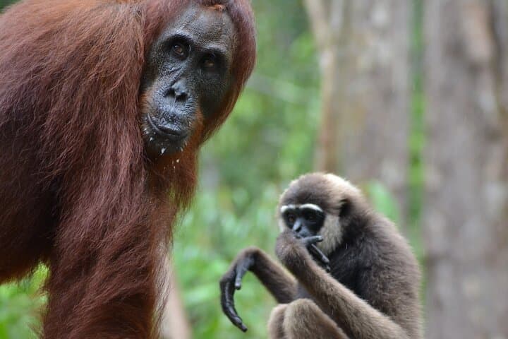 Orangutan Houseboat Kelotok Tanjung Puting 3 Days Share Cost