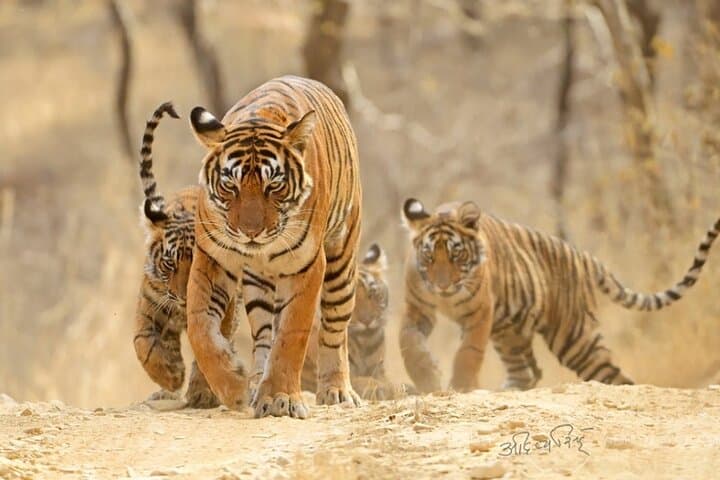 Same Day Ranthambore & Jhalana Leopards Safari From Jaipur