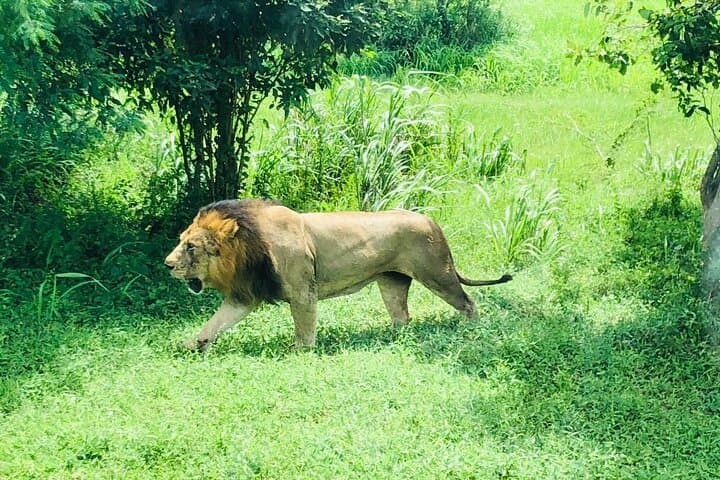 Day Tour To Ridiyagama Safari Park From Colombo