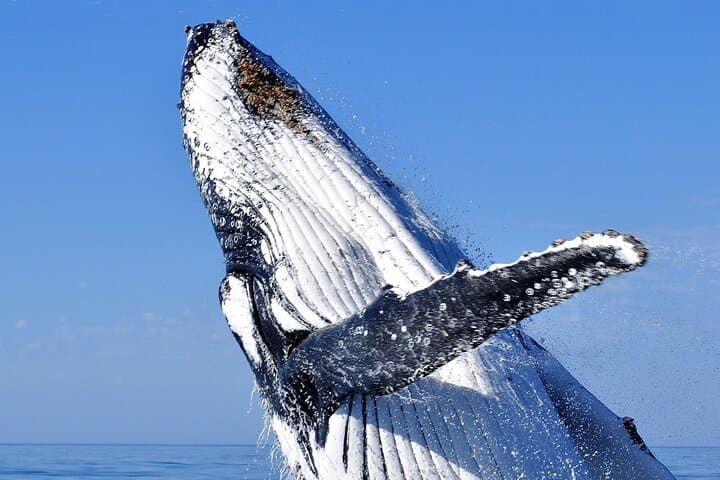 2 hour whale watching experience departing Hillarys Boat Harbour