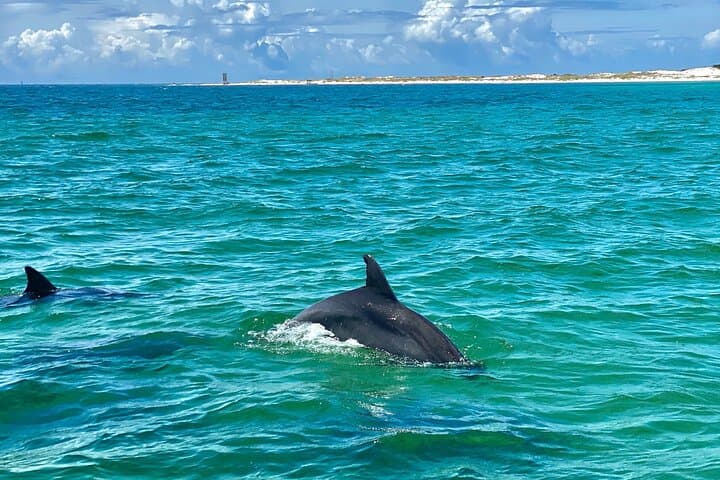 Frisky Mermaid Dolphin Cruise with a Secluded Beach Stop