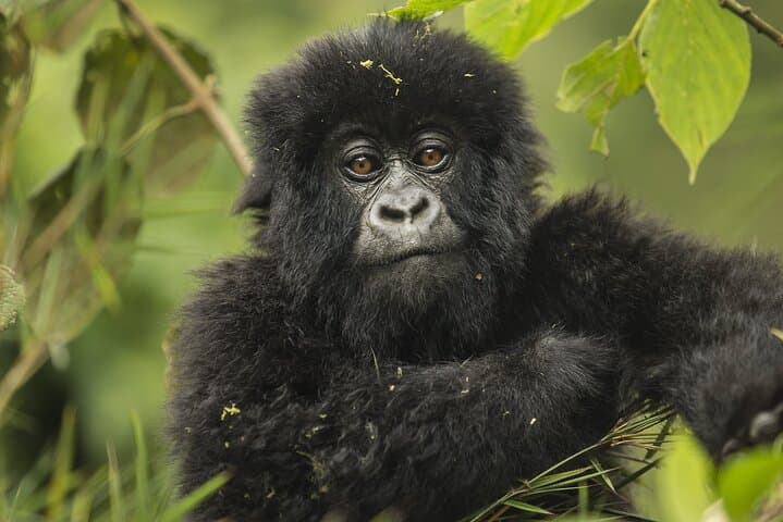 7 Days Private Tour of Rwanda