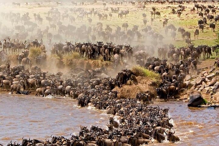 Unbelievable Trip To The Great Migration And River Crossing